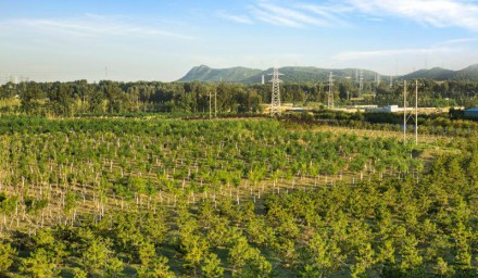 昌平区今年计划新增造林1.6万亩 35种节水植物优先“上岗”