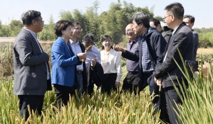 刘嫔珺副市长带队调研集团育种创新工作